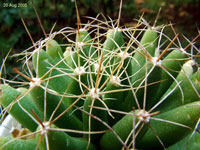 Mammillaria longimamma