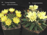 Mammillaria longimamma