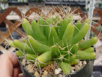 Mammillaria longimamma