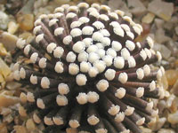 Mammillaria luethyi