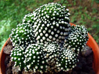 Mammillaria luethyi