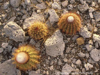 Melocactus macracanthos