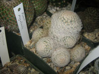 Mammillaria magallanii