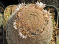 Mammillaria magallanii