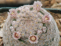 Mammillaria magallanii