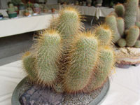 Mammillaria magnifica