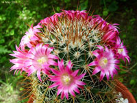 Mammillaria magnifica