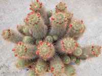 Mammillaria magnifica