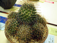 Mammillaria mainiae