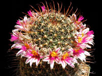 Mammillaria mainiae