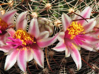 Mammillaria mainiae