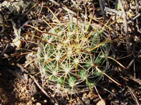 Mammillaria mainiae