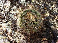 Mammillaria mainiae