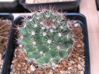 Mammillaria mammillaris