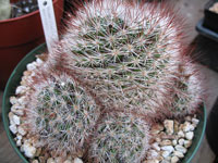 Mammillaria marcosii