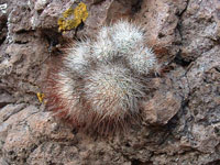 Mammillaria marcosii