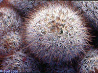 Mammillaria marcosii