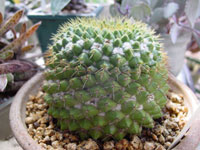 Mammillaria marksiana