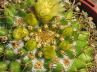 Mammillaria marksiana