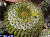 Mammillaria marksiana