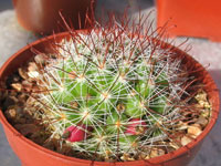 Mammillaria mathildae