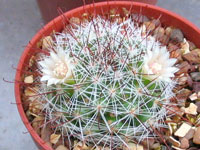 Mammillaria mathildae