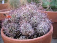 Mammillaria mazatlanensis