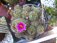 Mammillaria mazatlanensis