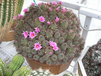 Mammillaria mazatlanensis