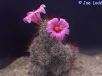 Mammillaria mazatlanensis