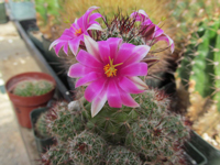 Mammillaria mazatlanensis