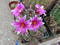 Mammillaria mazatlanensis