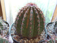 Melocactus mazelianus