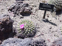 Mammillaria melanocentra