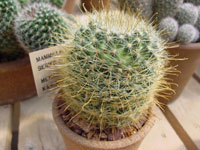 Mammillaria mercadensis