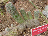 Mammillaria meyranii