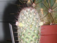 Mammillaria microhelia