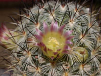 Mammillaria microhelia