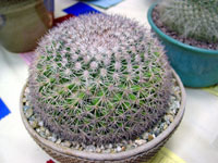 Mammillaria miegiana