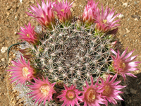 Mammillaria miegiana