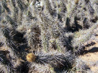 Miqueliopuntia miquelii