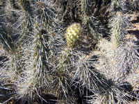 Miqueliopuntia miquelii