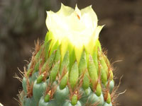 Miqueliopuntia miquelii