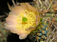 Miqueliopuntia miquelii