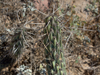 Miqueliopuntia miquelii