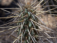 Miqueliopuntia miquelii