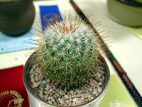 Mammillaria moelleriana