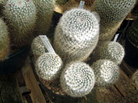 Mammillaria morganiana