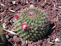 Mammillaria mystax