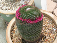 Mammillaria mystax